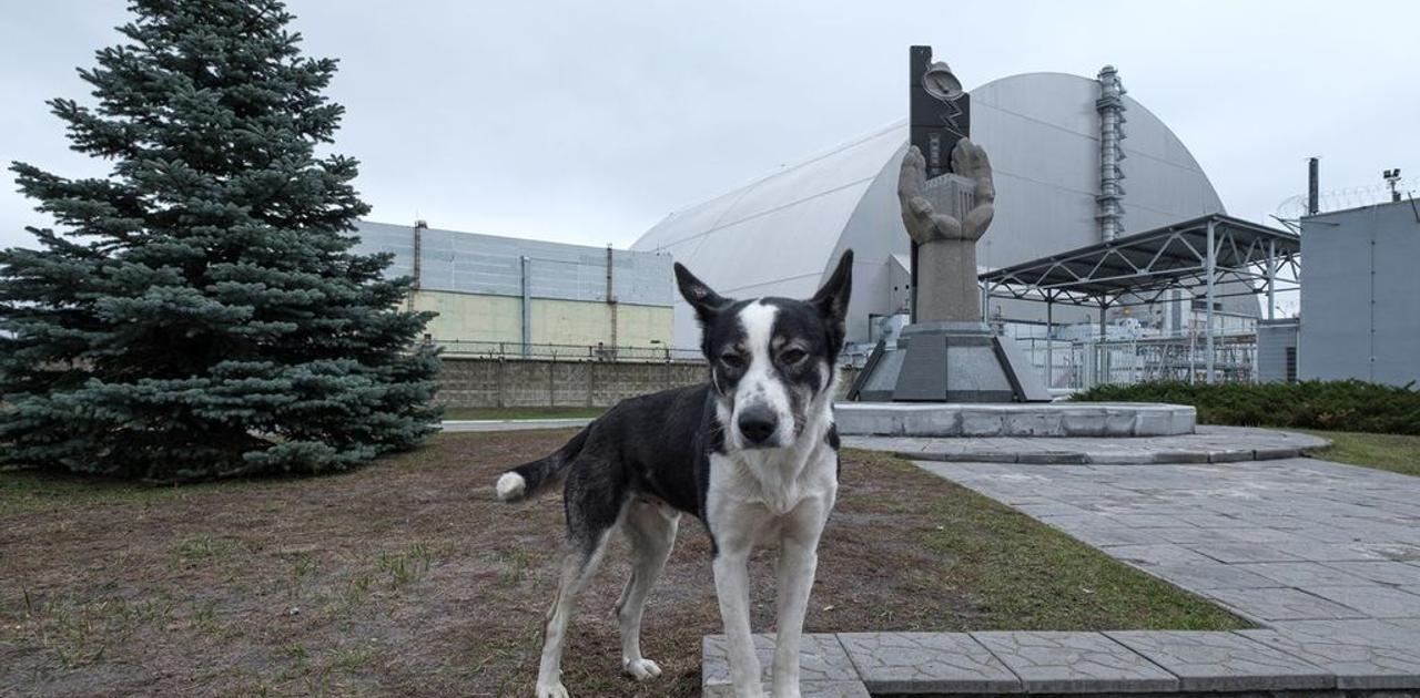 チェルノブイリで暮らす犬たちはDNAに原発事故の影響が残っている
