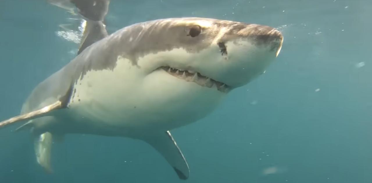 世界初！ シャチがホオジロザメを捕食する映像（閲覧注意）