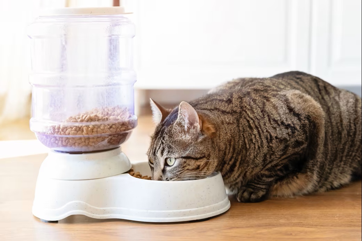 キャットフードから重金属、99%で鉛検出 農薬やプラスチック関係の化学物質も 米調査
