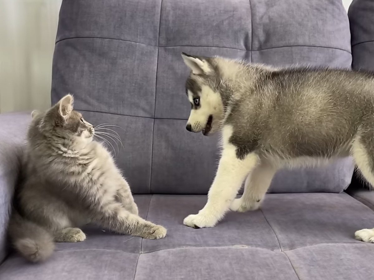 警戒心MAXだったのに！ 子猫＆ハスキーの子犬、緊張の初対面から“あっという間”の展開に視聴者笑顔「貴重な瞬間」