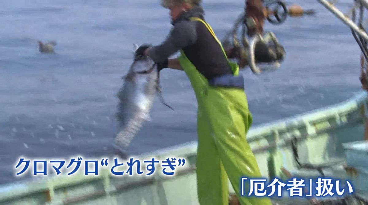 クロマグロが“厄介者”に…豊漁なのに“水揚げできない”異例の事態（2026年5月11日掲載）｜日テレNEWS NNN