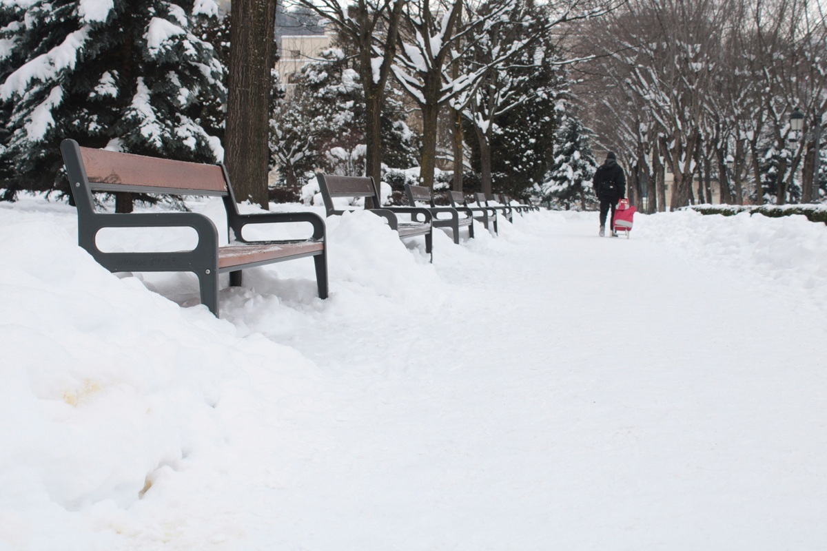 公園に響き渡る「不思議な声」...市街地に現れた「超危険生物の群れ」にSNS興奮「目にも耳にも美しい」（ニューズウィーク日本版）