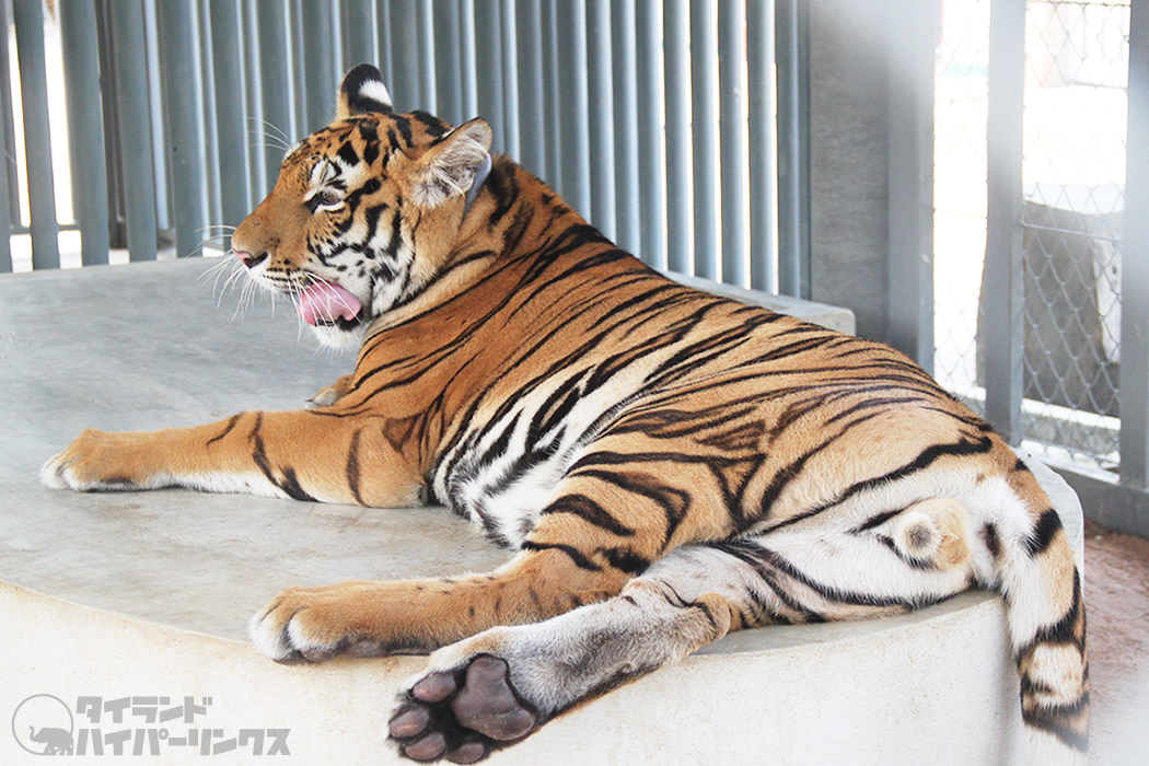 タイ東部シラチャの動物施設で観光客がトラに襲われる、 「トラとの散歩」は全面中止に