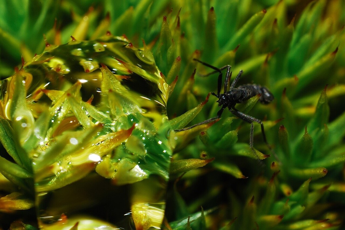 南極最大の陸上動物は自らを「凍結」させて生きる6mmの昆虫（Forbes JAPAN）