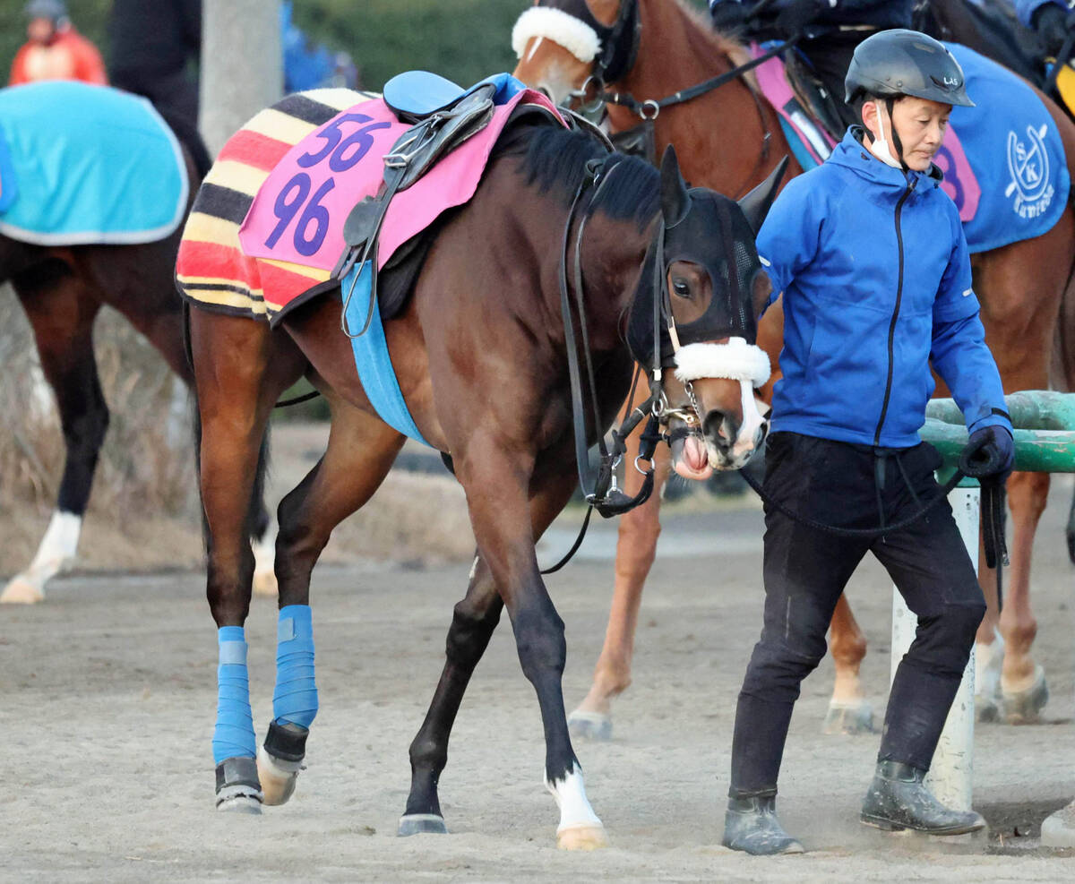 ラストへ（美浦）