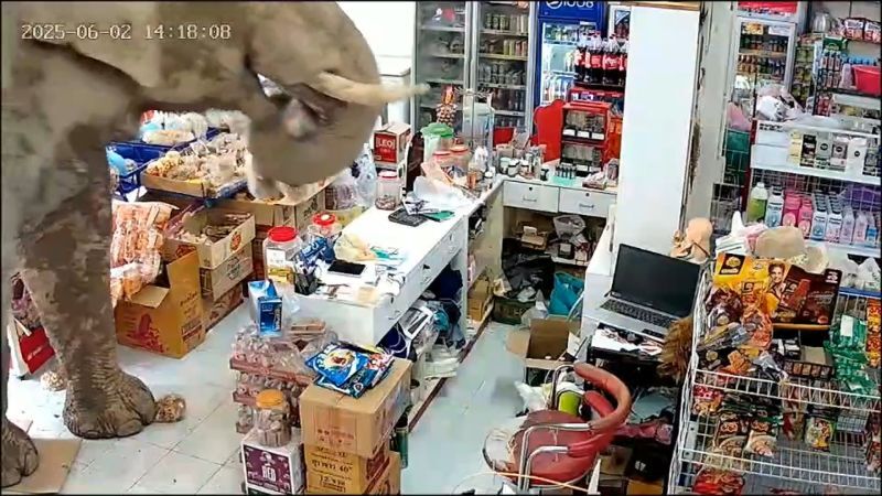 野生のゾウがコンビニでつまみ食い、店主「おやつが欲しかっただけだと思う」 タイ