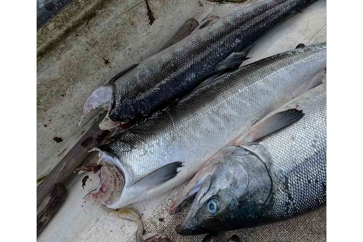 「ほぼ全滅です」旬のサケ漁に異変…頭部のない個体続々 被害1000万円…途方に暮れる漁師たち