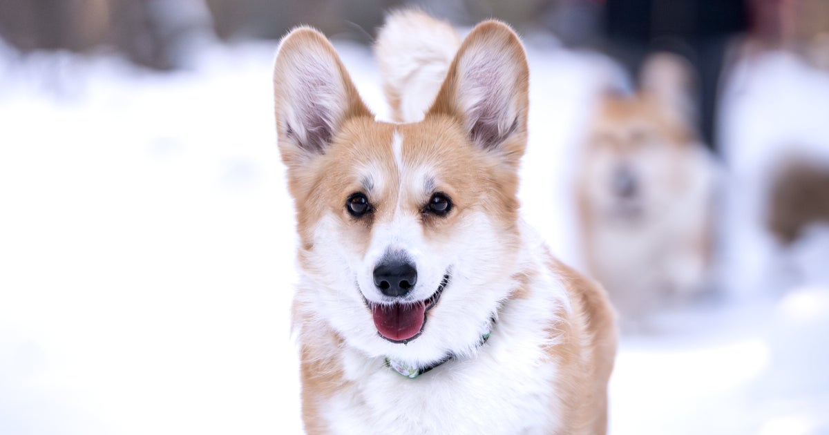 7匹の犬が助け合いながら17キロ離れた自宅へ生還。中国で撮影された動画に「映画のストーリーのよう」