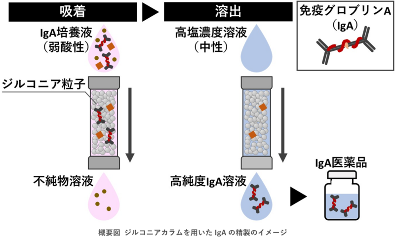 免疫グロブリンAを安価で簡便に精製できる技術を開発