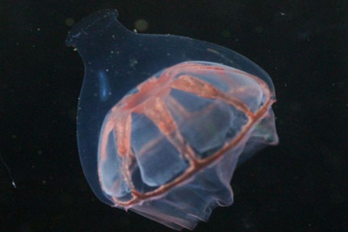 同じ遺伝子を持つクラゲなのに越えられない壁、北大西洋の深海に潜む見えない境界線とは？