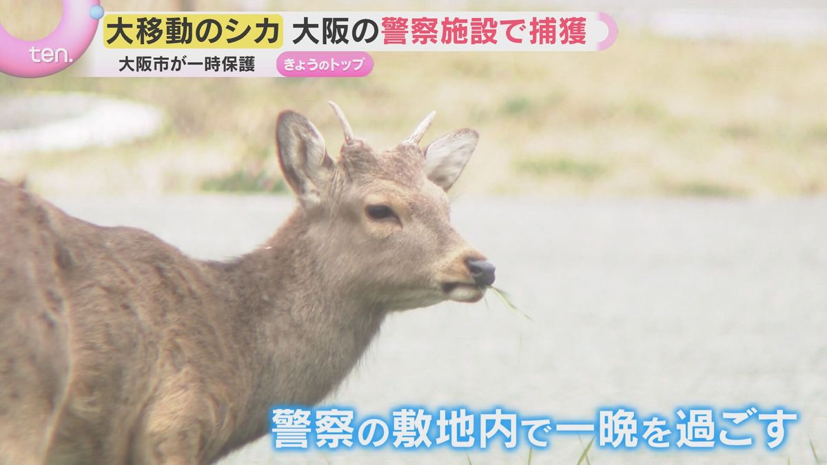 大移動のシカ 大阪の警察施設でようやく捕獲 カメラが捉えた一部始終 大阪市が一時保護も今後は？