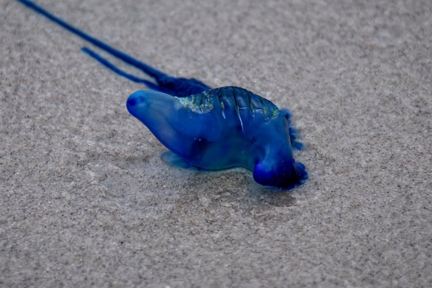 1種類だと思われていた「電気クラゲ」は”まさかの4種”存在していた
