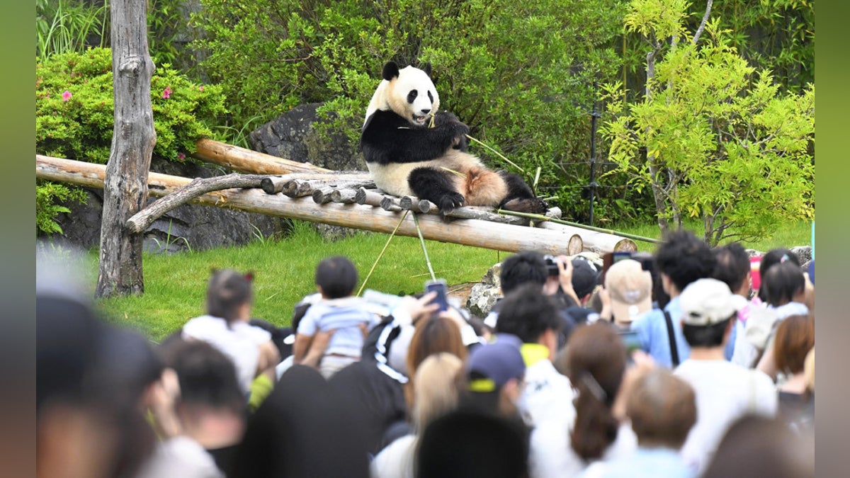 和歌山県白浜町：パンダ返還まで１か月、町長は「パンダにすがる気はない」と語るが…観光関係者に広がる不安 : 読売新聞