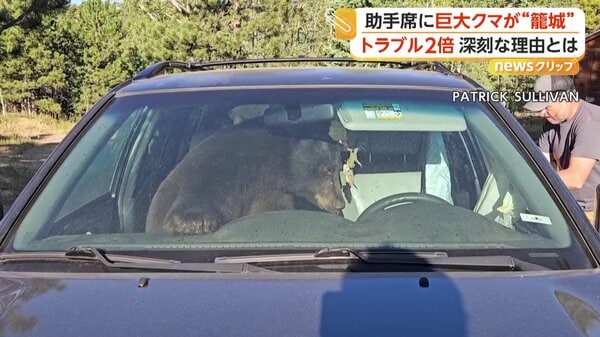 助手席に巨大なクマ、自分でロックして居座る「一晩中クラクションが」 エサ不足でトラブル増加 アメリカ・コロラド州
