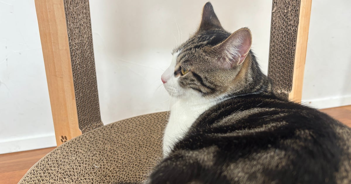 「28本の足の指」を持つ子猫、ぷにぷにすぎる圧巻の肉球に「信じられない」と反響。ギネス世界記録にも並ぶ【アメリカ】