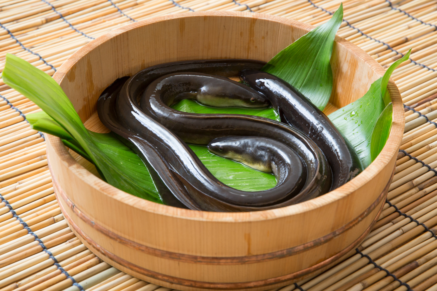 「ウナギは増えている」は本当か？水産庁よ、不都合な真実を隠すことはもうやめよう（Wedge（ウェッジ））