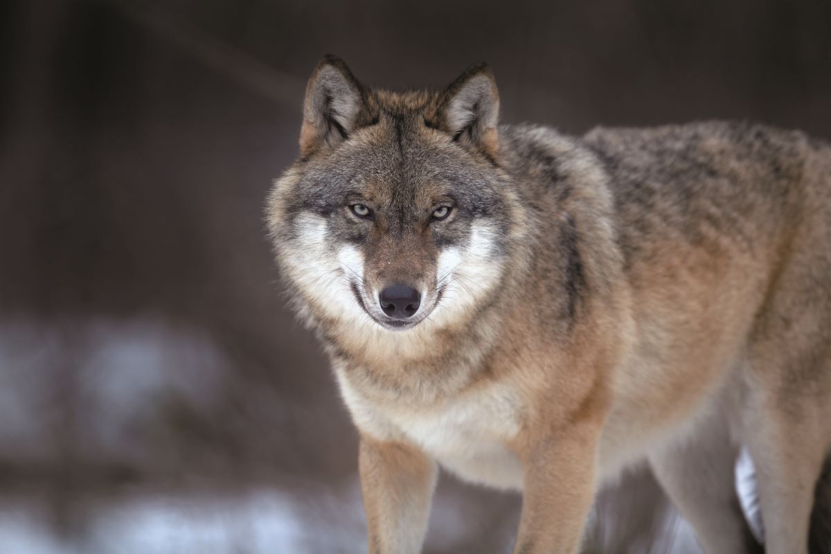 欧州で数が大幅に回復したオオカミ...その扱いについて聞けば、政治スタンスが分かる？（ニューズウィーク日本版）