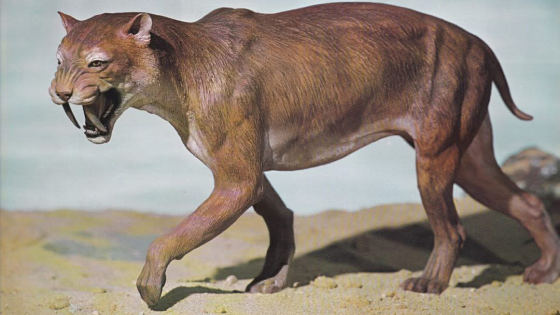絶滅前のサーベルタイガーは近親交配が進み「病気だらけ」だった可能性