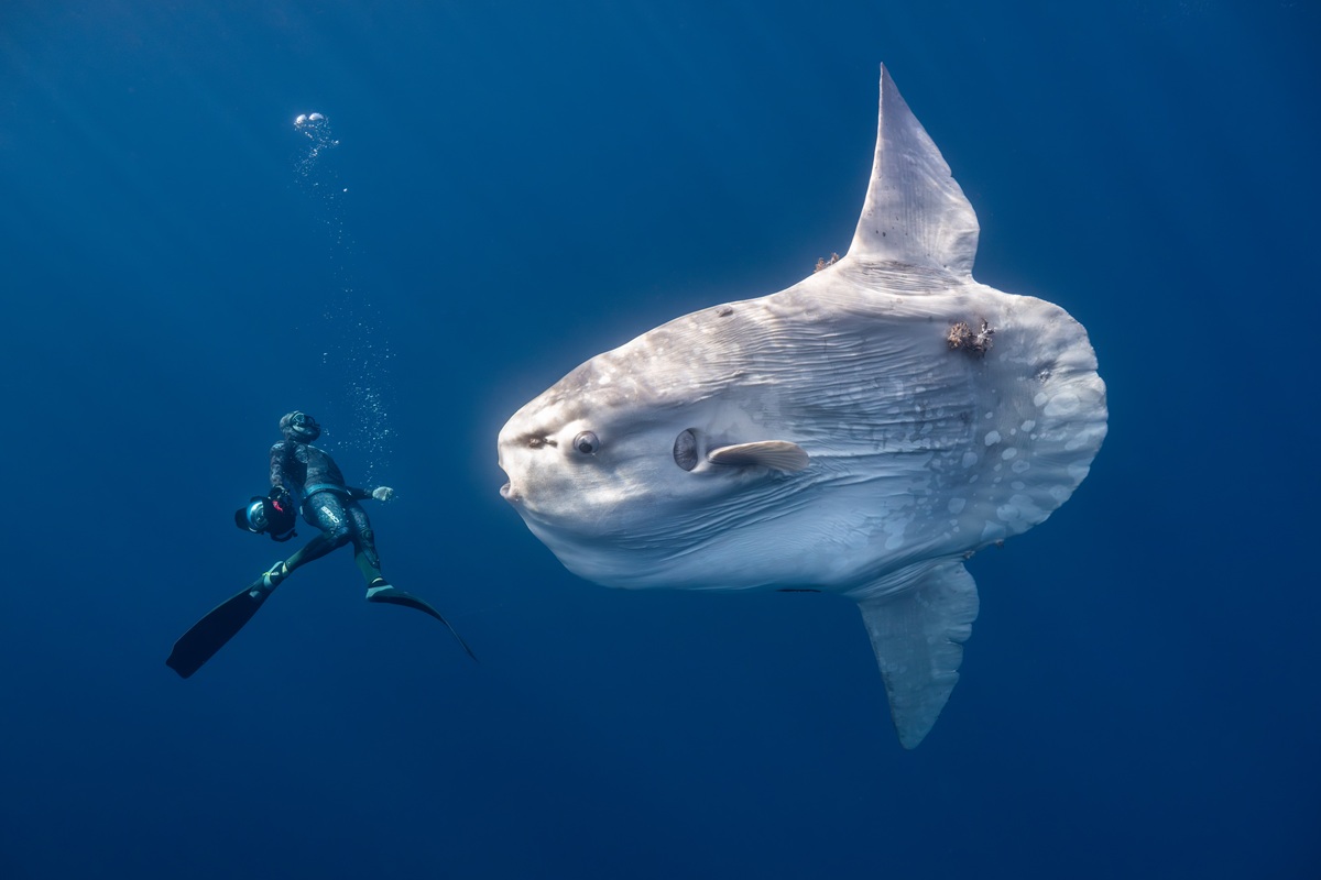 シャチがクジラを襲う決定的瞬間、巨大なマンボウ 海の生命を捉えた写真コンテスト