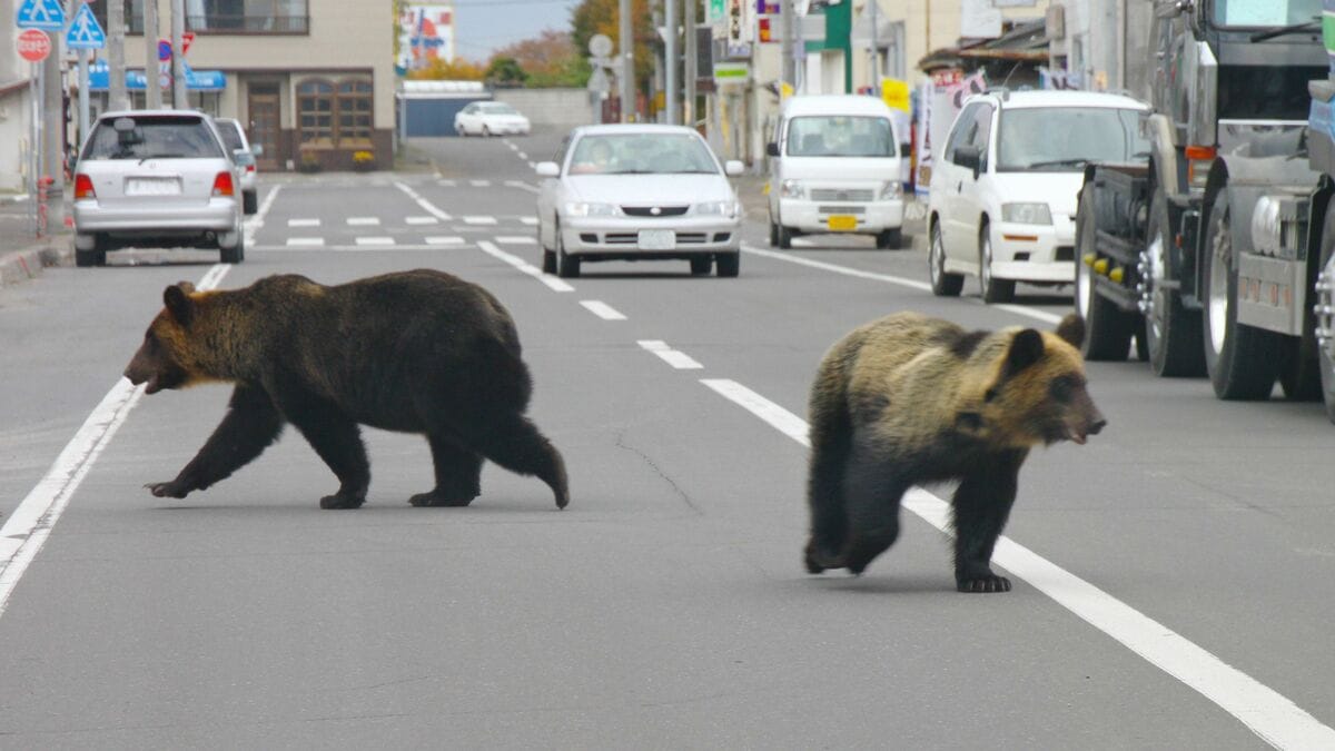 クマは明確に｢人間を食べるため｣に住宅街に現れている…80年間の新聞を分析して判明｢令和グマ｣の異常さ 北海道の猟師が｢小さいクマ｣を警戒するワケ