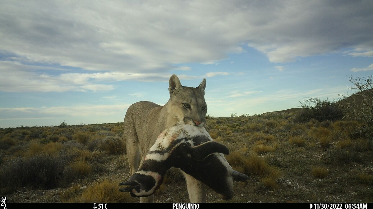 〈目撃〉ペンギンを狩るピューマ、パタゴニアで驚きの変化 再野生化した国立公園で何が？