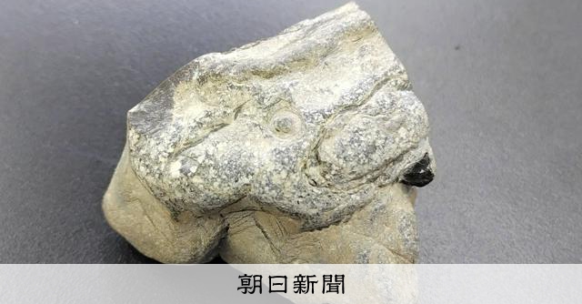 6年生が河原で拾った「ただの石」実は半世紀ぶりの大発見！論文にも：朝日新聞