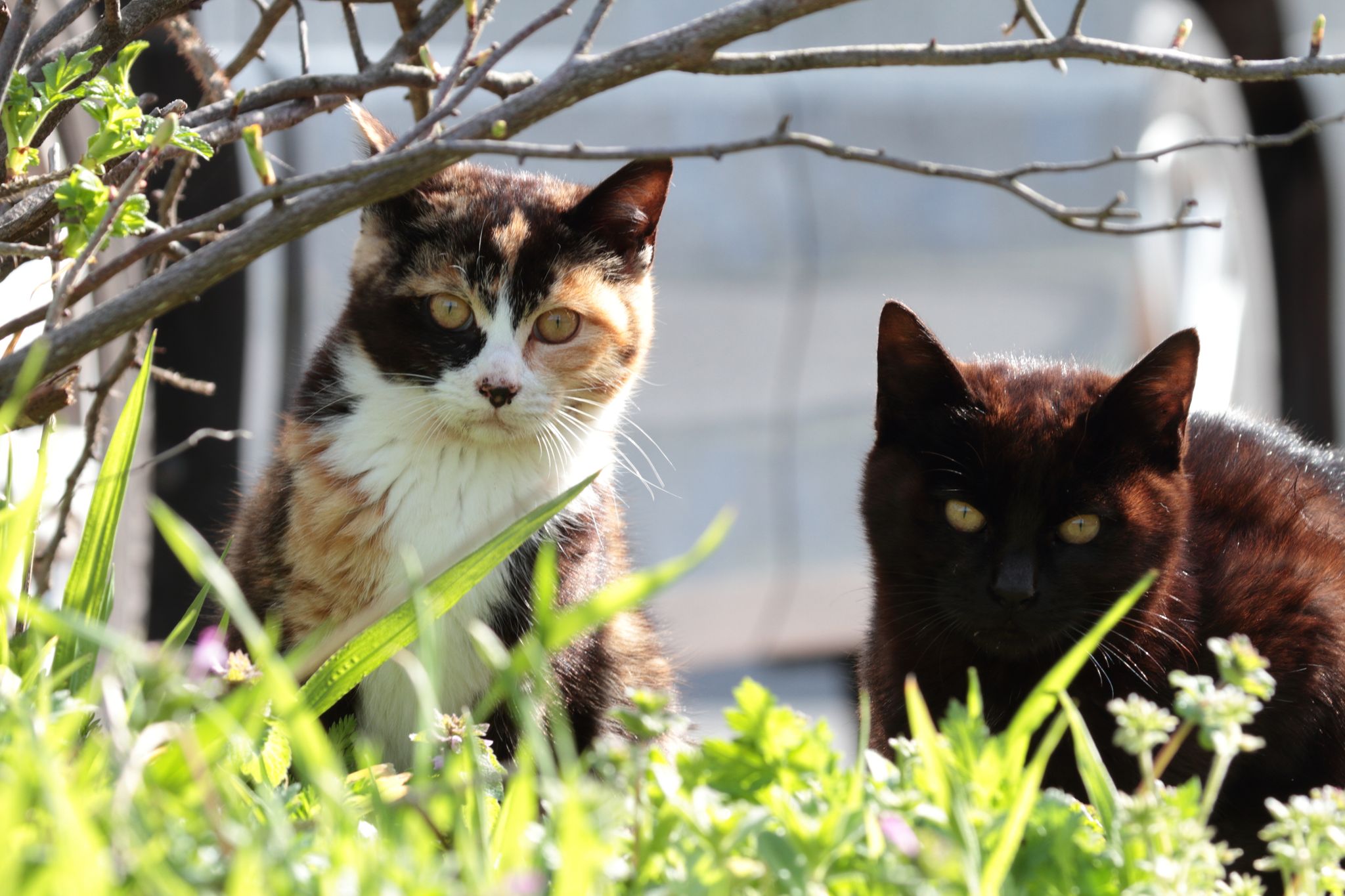 獣医師「猫は外に出すな！」なぜなら…「全猫が死んでる」「人への感染リスク」が高い感染症「SFTS」の脅威とは｜まいどなニュース