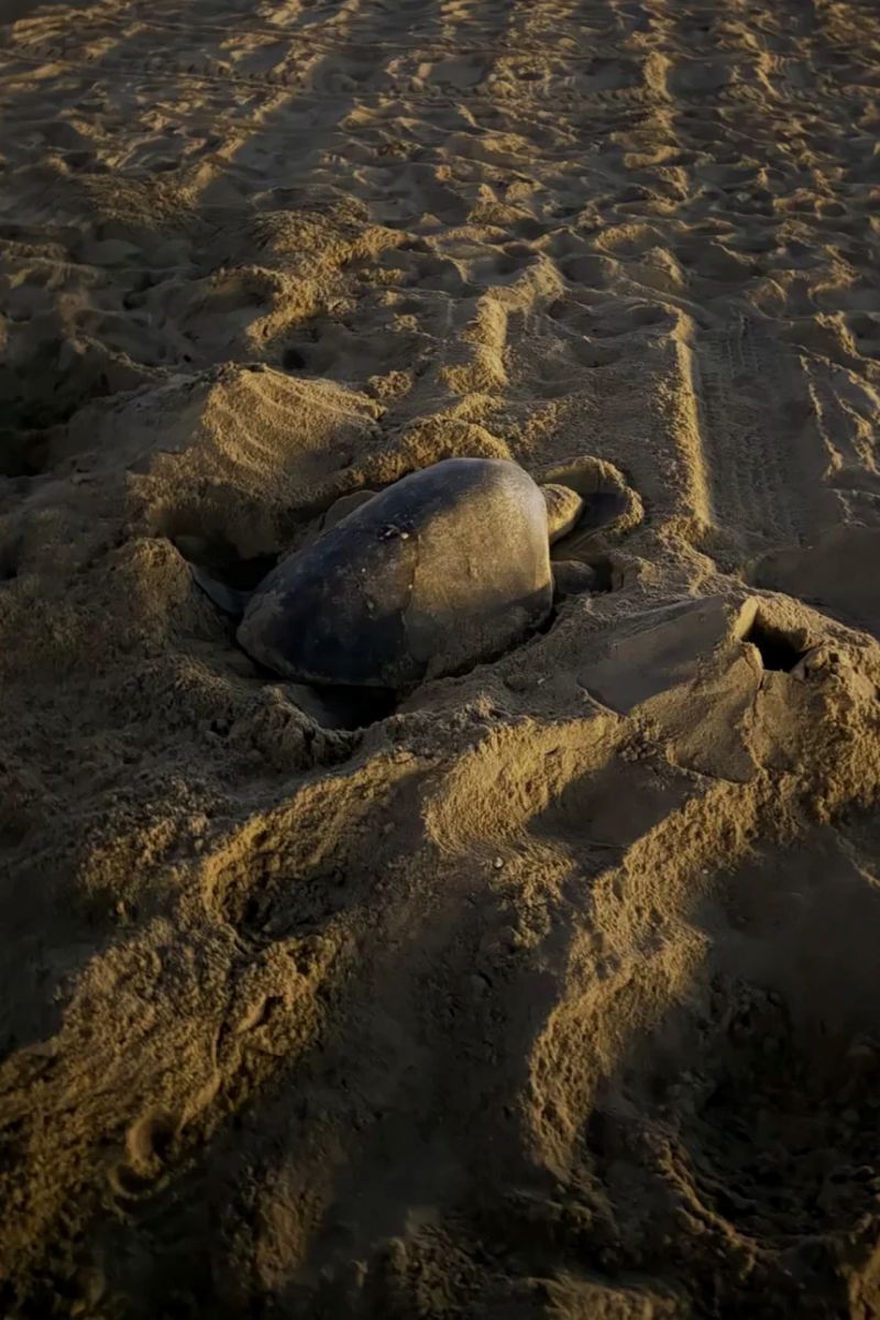 熱帯性のウミガメ、米カリフォルニア州の海岸で産卵 史上初めて確認