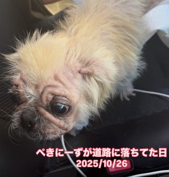 道路に倒れていた小さな犬「死体かと思った」…救出直後の衝撃と、飼い主の“信じがたい一言”（まいどなニュース）