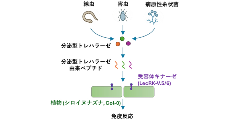 植物は“危険サイン”により寄生線虫を察知する