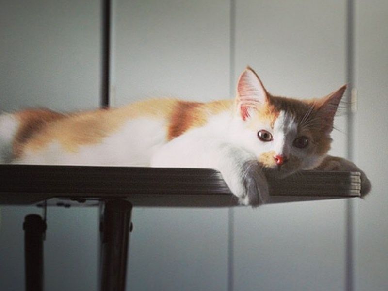 壁のすき間から子猫の鳴き声が！→保護後は風貌が一変し“別猫”に…驚きのビフォーアフター｜まいどなニュース