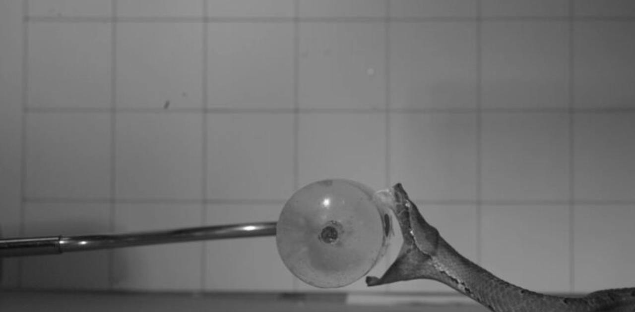 毒ヘビが咬みつく瞬間をスローモーションで撮影。種類によって個性があるみたい