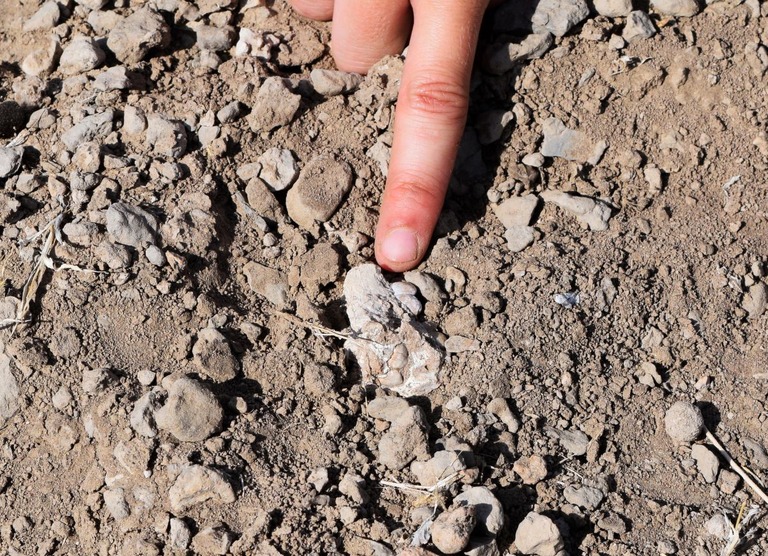 猿人の足骨をめぐるなぞ解明か 人類の系譜を塗り替える可能性も