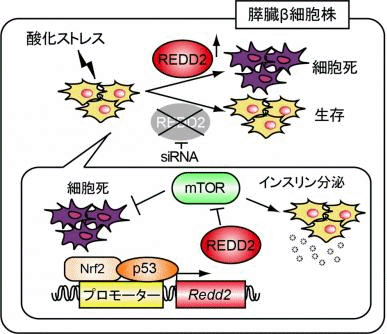 糖尿病の発症に関わる遺伝子を新たに発見 過食ストレスによるβ細胞の損傷を抑制 大阪公立大学など
