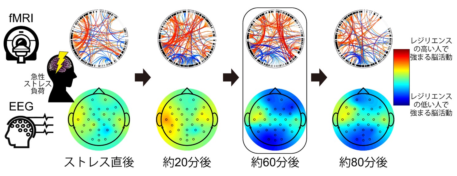 ストレス適応の秘密は「１時間後」の脳にあり！