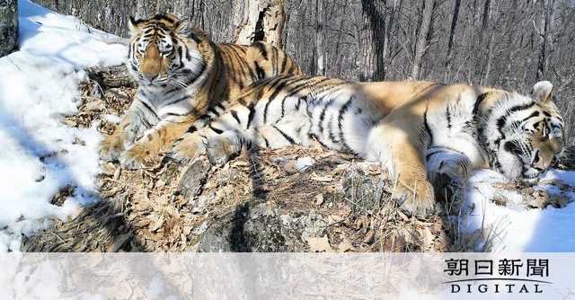 広い森もトラを引き離せない？ ロシア科学者が野生に戻す実験で成果