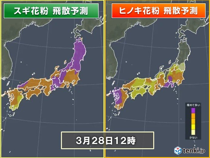 九州～関東でヒノキ花粉がピーク 28日は福岡などで「極めて多い」 お花見も対策を