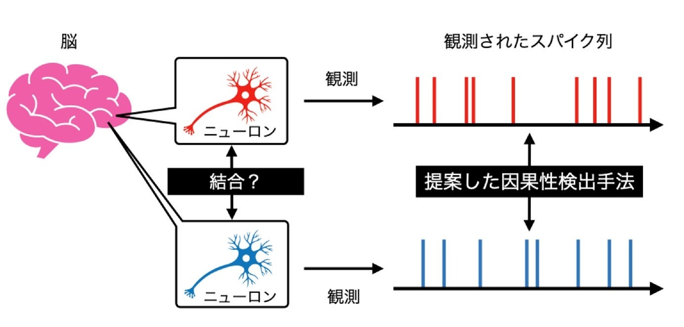 ニューロン間の見えないつながりを明らかに ～神経細胞の機能的なつながりを、高精度に検出できる新手法～
