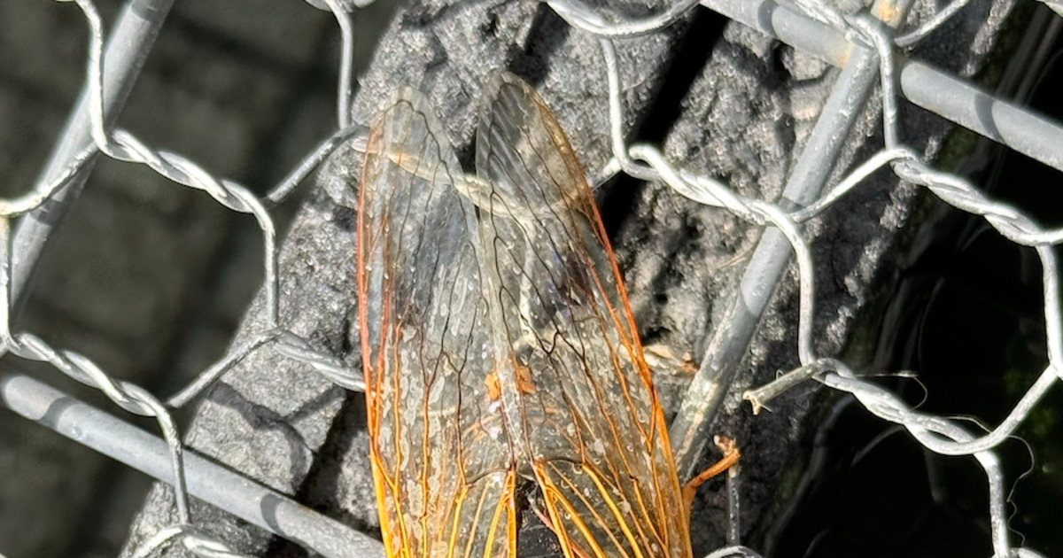 メダカの容器でおぼれていたセミを救助→よく見ると…… まさかの正体に「心臓止まるかと思った！」「目を疑った」