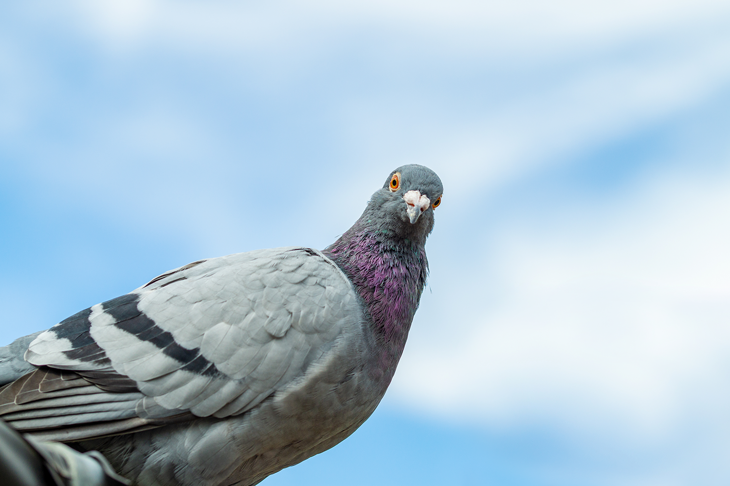 バーチャルハトにメッセージを託す「伝書鳩アプリ」が人気。実際の距離分、時間がかかります