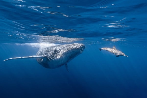 イルカとクジラが一緒に遊ぶ様子の観察「異なる種族が並んで泳ぐ理由とは？」