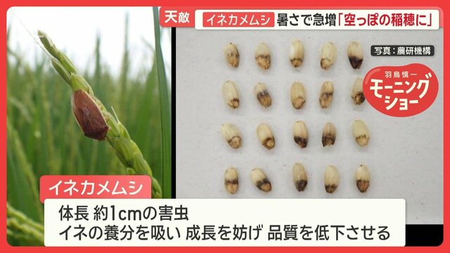 新米ピンチ 天敵イネカメムシ暑さで急増「空っぽの稲穂に」 コメ3週連続値下がりも…