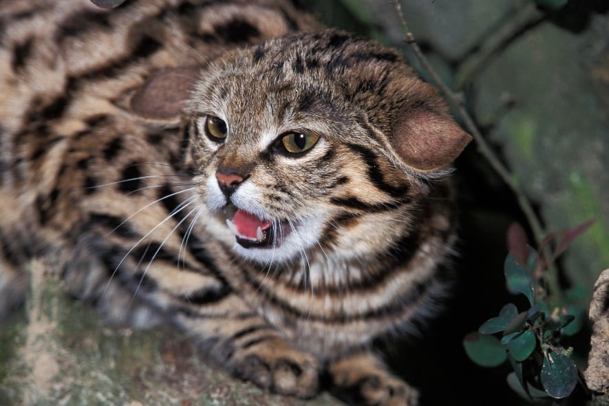 「アフリカ最小の猫」の生存戦略を解明――”ある動物”の巣穴を借りている