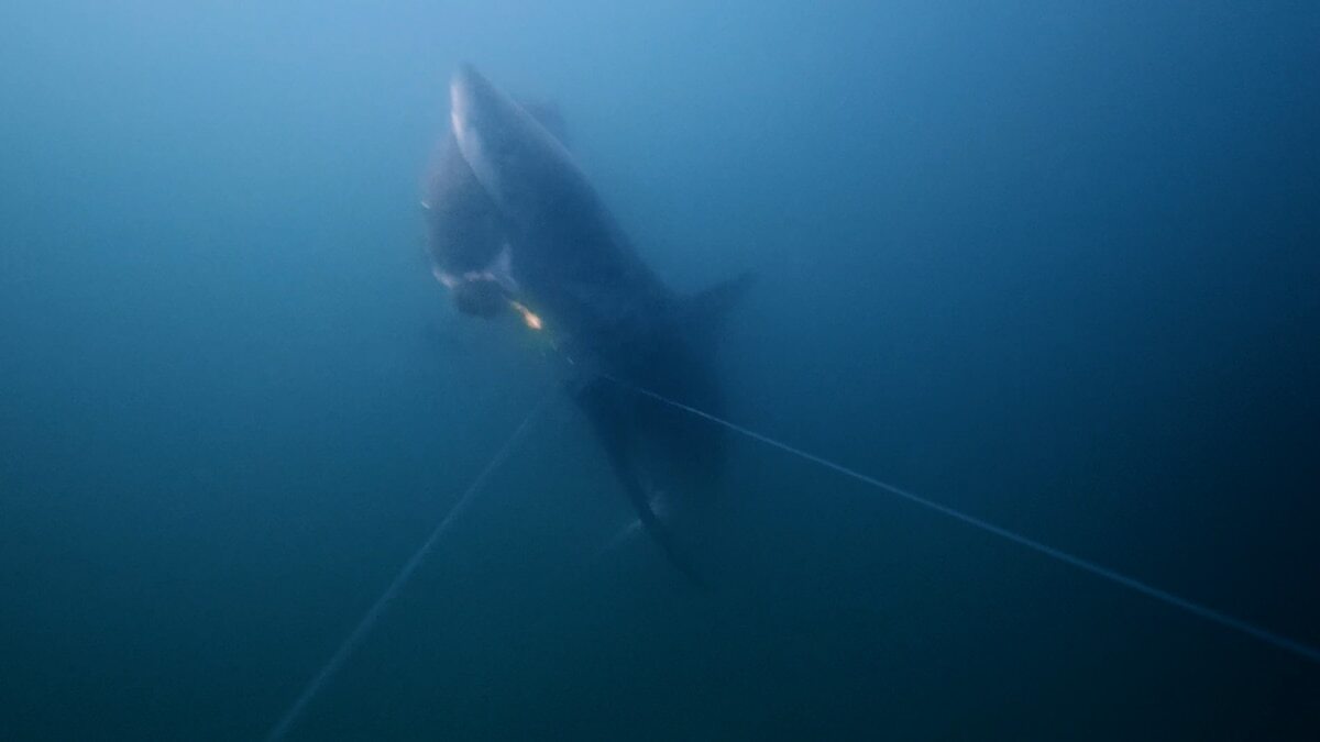 〈目撃〉ホホジロザメが下から一撃、釣り人の魚が一瞬で消えた 「食害」が米国で日常に