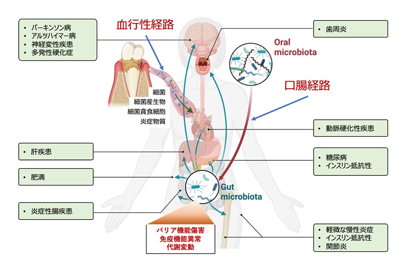 【プレスリリース】口腔細菌叢の乱れは腸内細菌叢の乱れ －歯周病に罹患すると腸内細菌叢が乱れて全身に悪影響の恐れ－