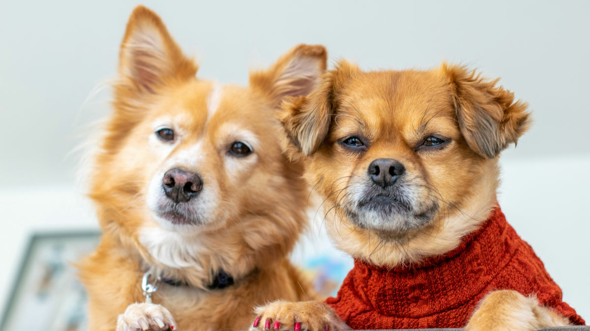犬の多様性は品種改良が進んだ時期の数千年前から増え始めていたことが明らかに