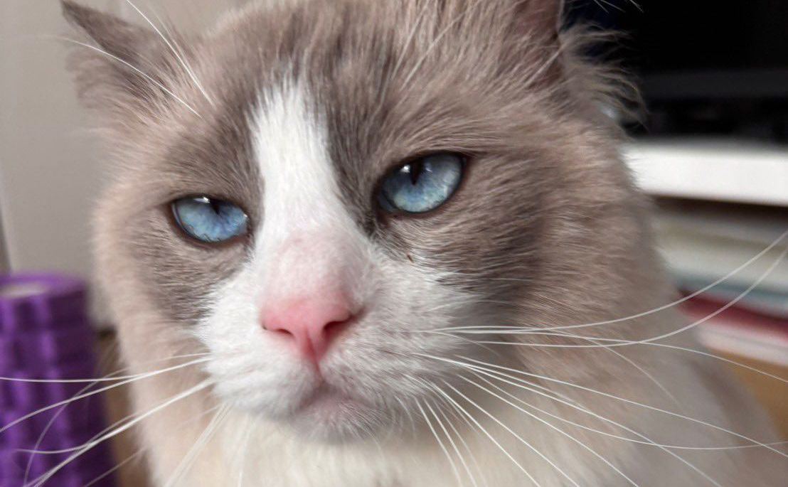 パパ撮影が撮影した猫さんは、きりっとしたお顔 でもママが撮影すると…表情の激変に驚きの声