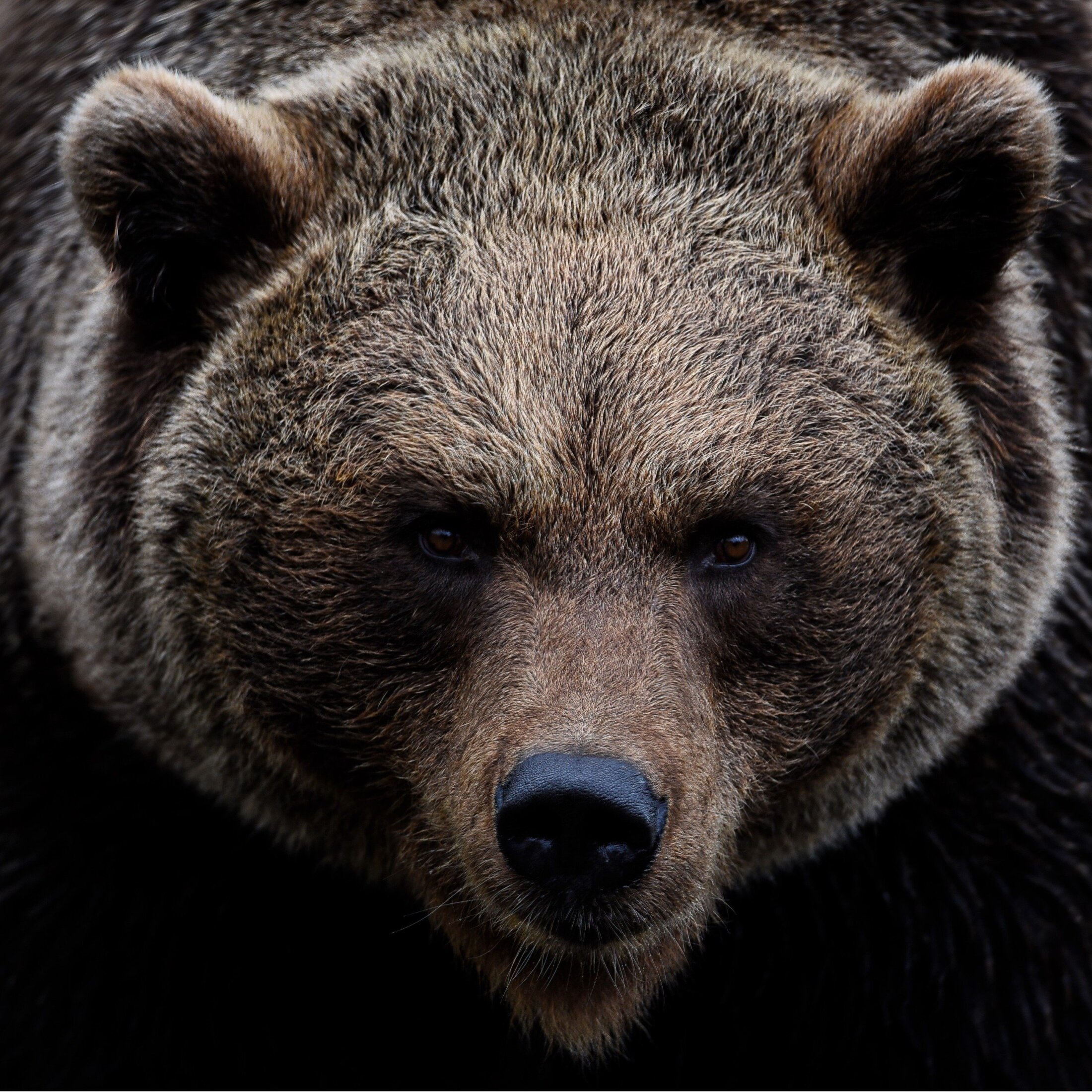 決死の体当たりでヒグマを撃退した82歳老婆から学ぶべきこと…積丹町「副議長VS猟友会」収束も、人間が争っている場合なのか？（集英社オンライン）