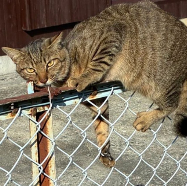 地域猫に「首吊りペットボトル」仕出し屋の3代目が救出「2回目だよ」憤る 過去には惨殺被害も
