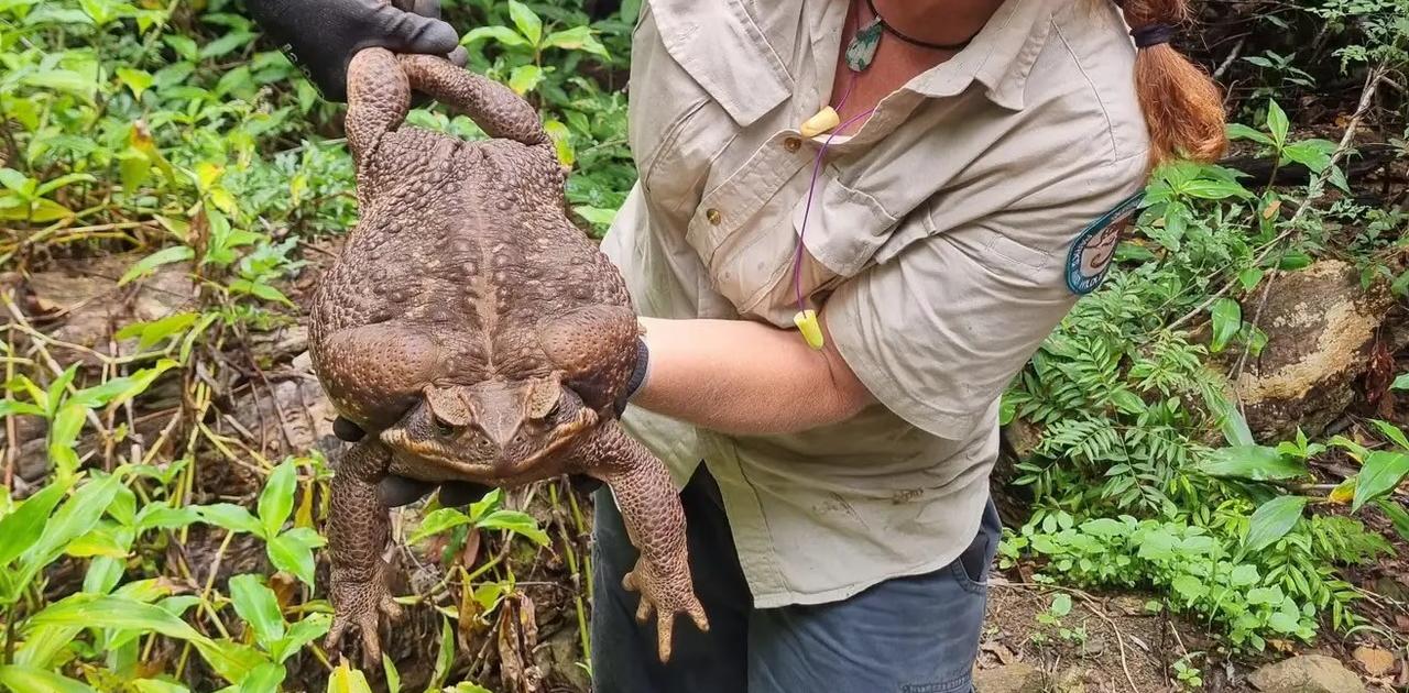 近年見つかった｢知られざる生き物たち｣6選
